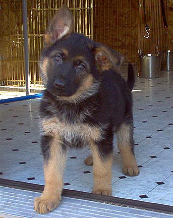 Chloe at seven weeks